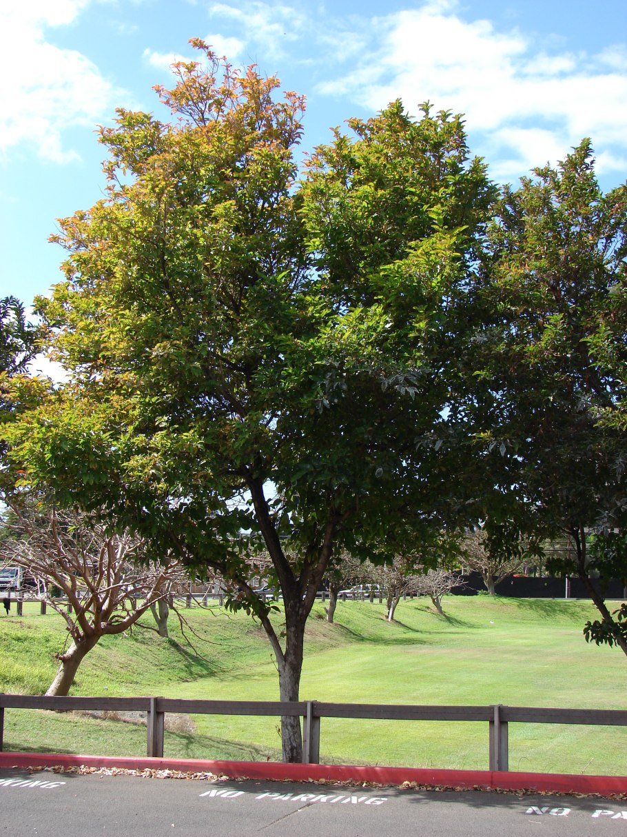Citharexylum fruticosum