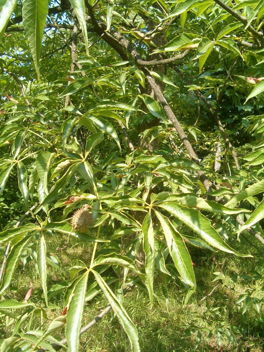 Олеандр обыкновенный