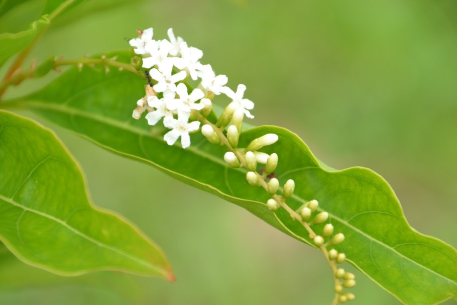 Конский каштан восьмитычинковый