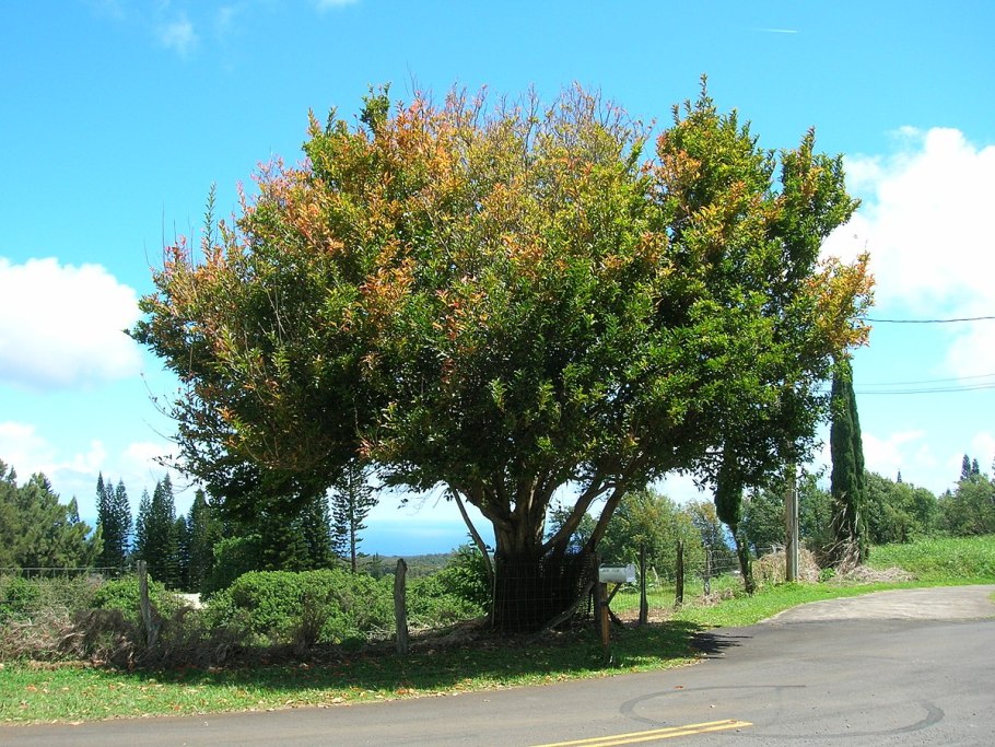 Примула Японика