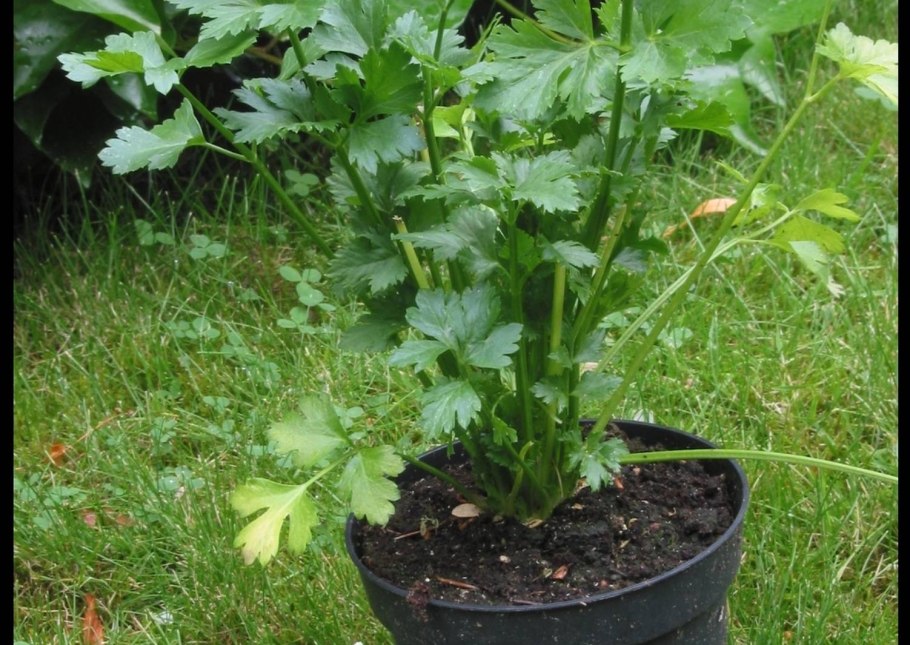 Сергей Глушко и Наташа Королева