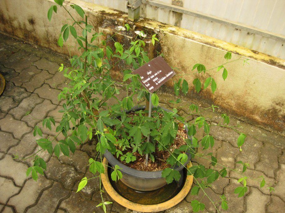 Семейство Рутовые (Rutaceae)