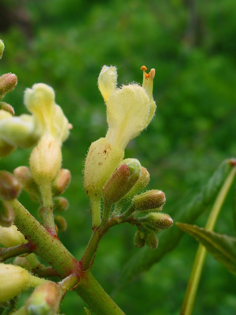 Рута Кружевница