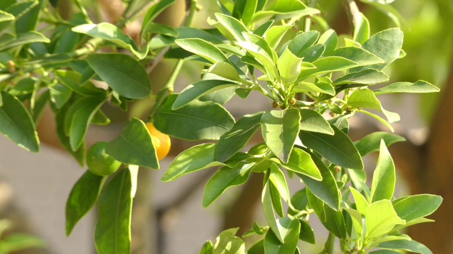 Цитрус лимон мейера комнатный