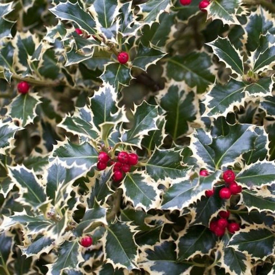 Падуб Аргентеа Маргината