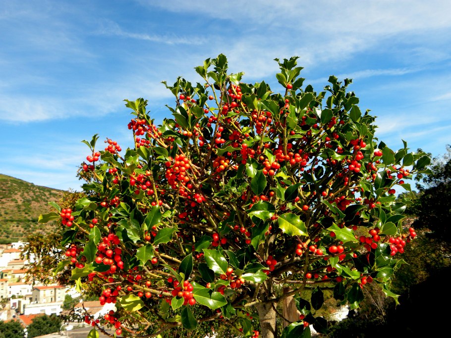 Падуб остролистный кустарник