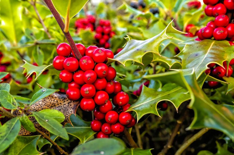 Падуб остролист