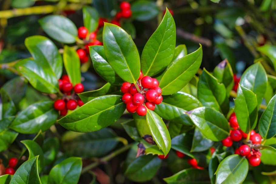 Илекс падуб остролистный