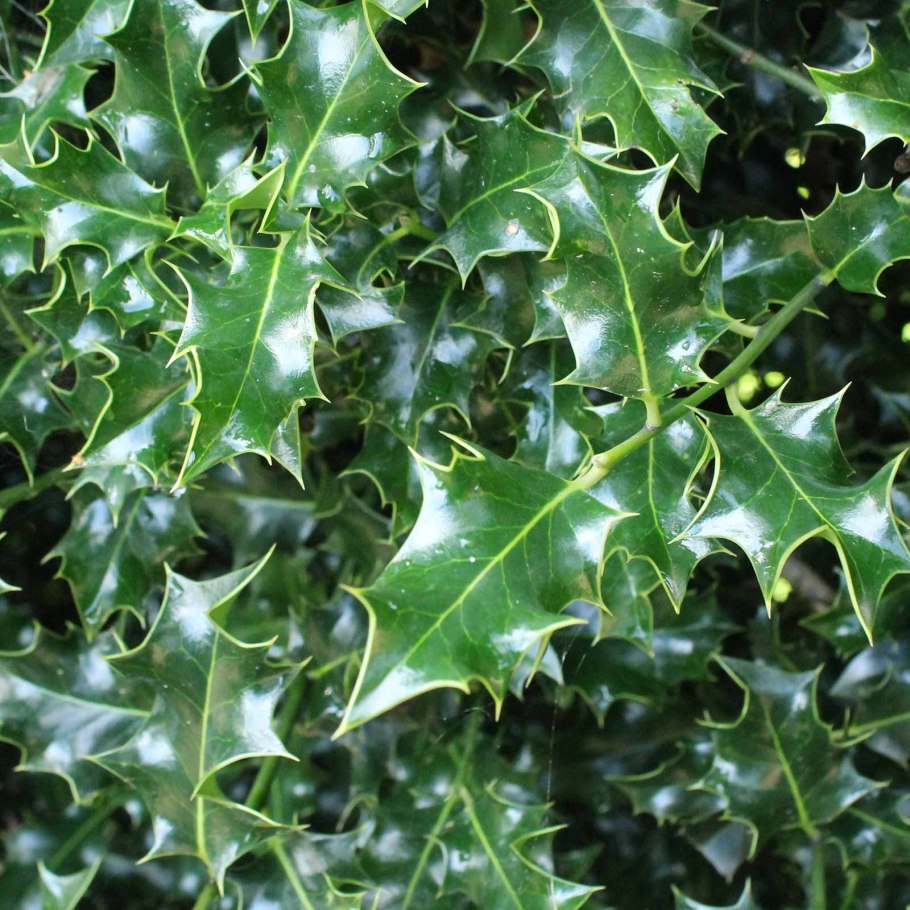 Падуб остролист