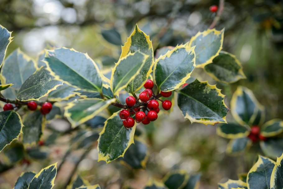 Падуб обыкновенный (Ilex aquifolium);