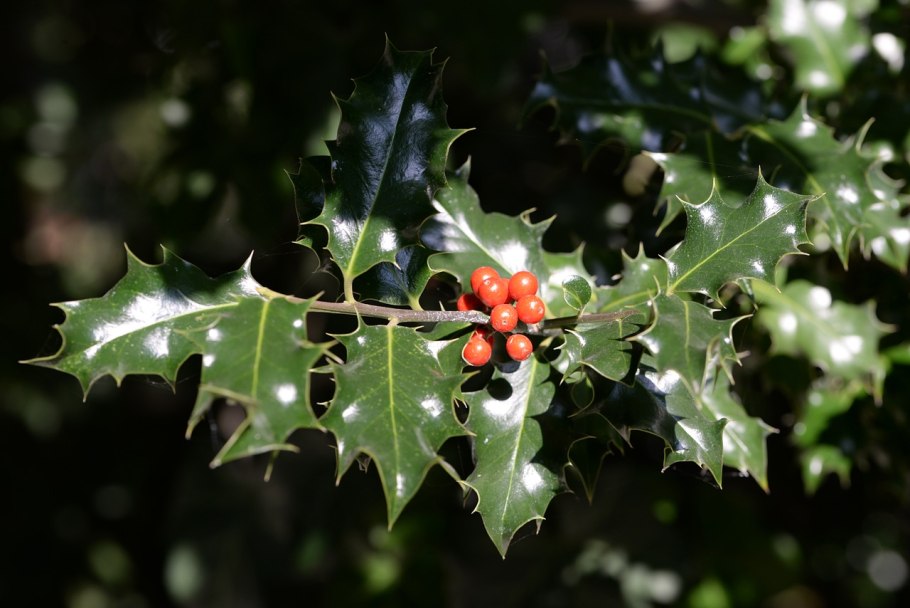 Ilex aquifolium