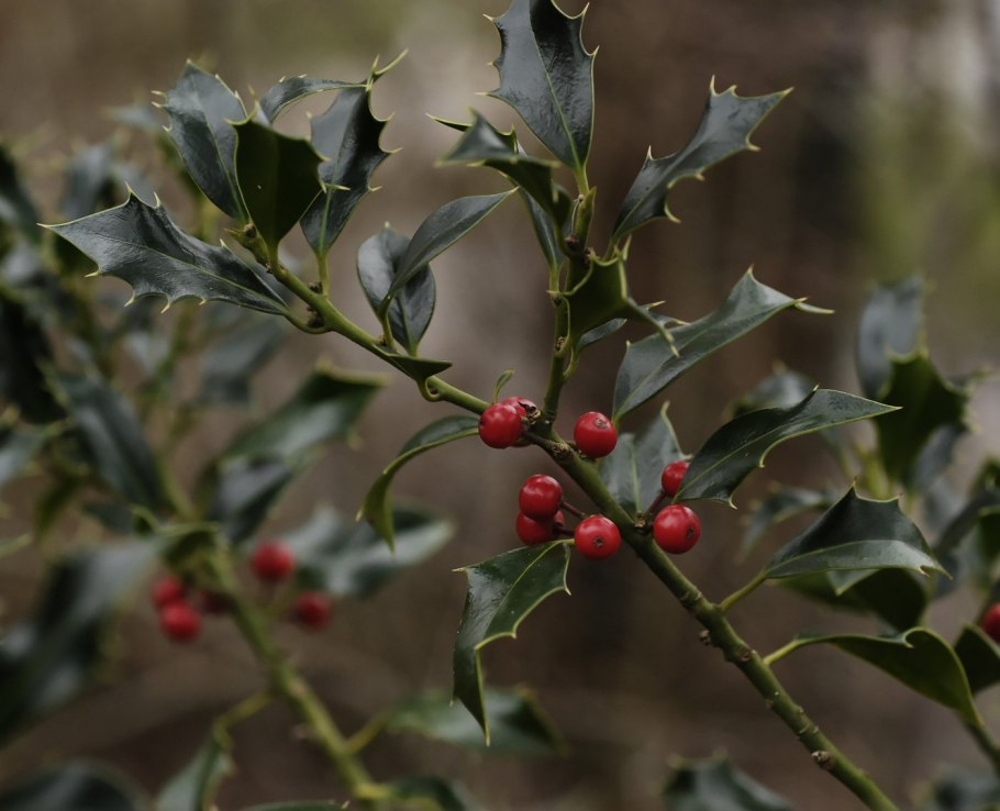 Падуб остролистный куст
