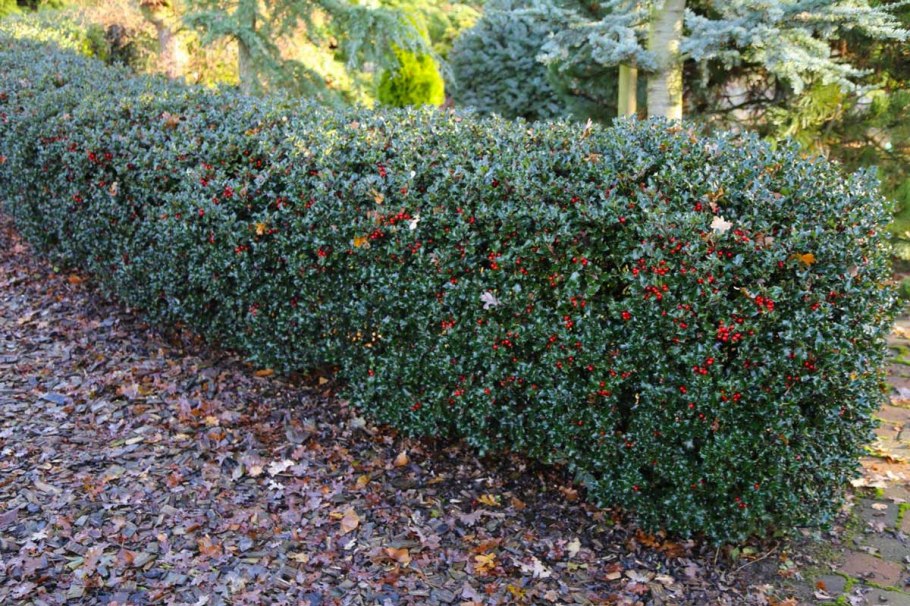 Падуб остролистный кустарник