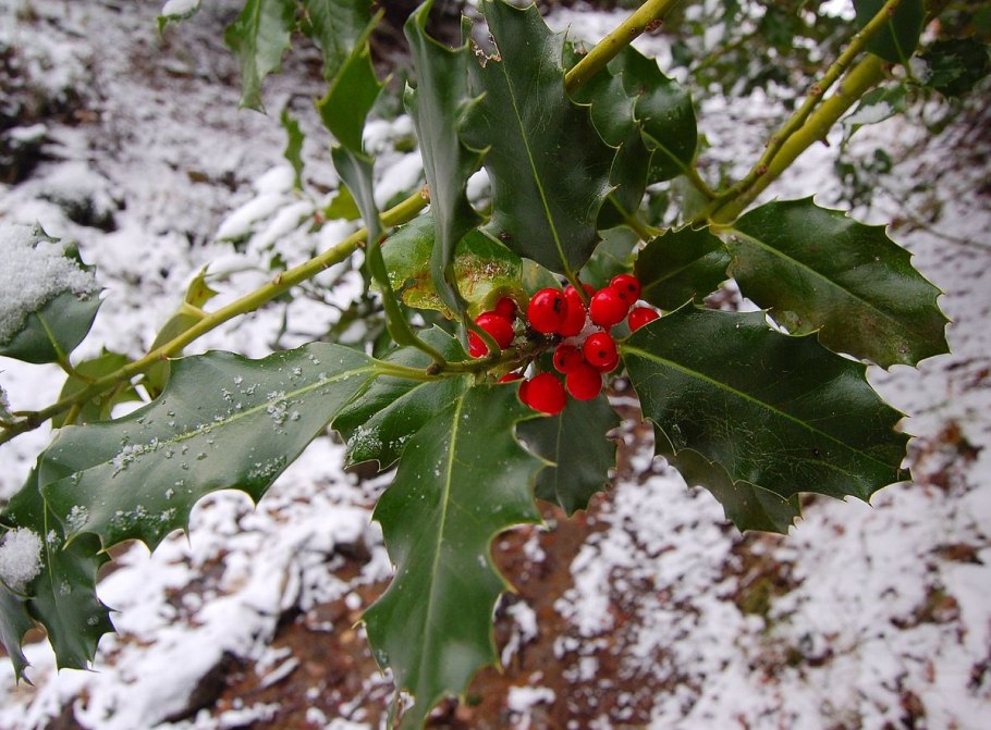 Падуб обыкновенный (Ilex aquifolium);