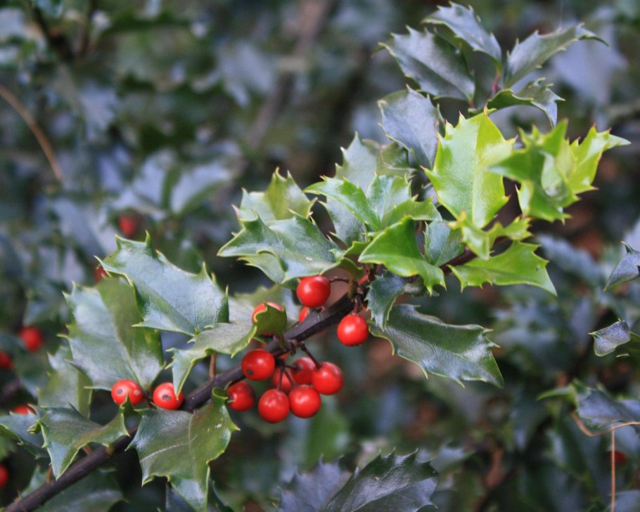 Падуб Мезерва Блю Энджел