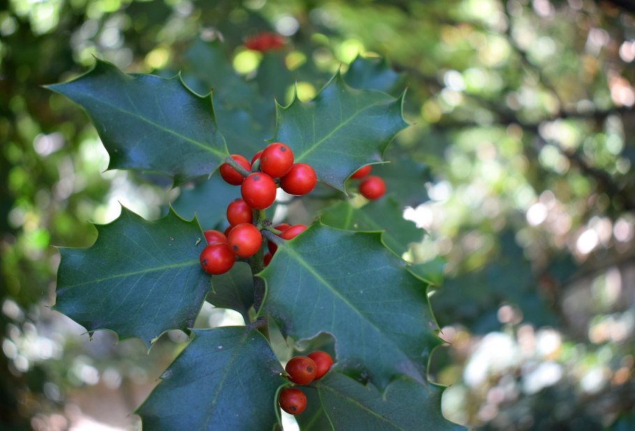 Листья падуба