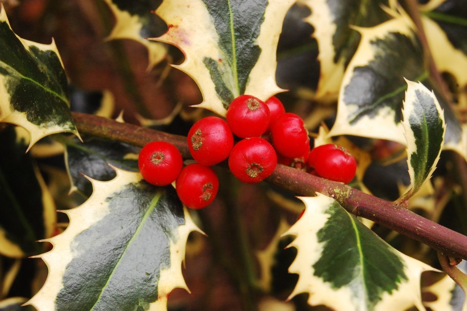 Падуб Мезерва Блю принц