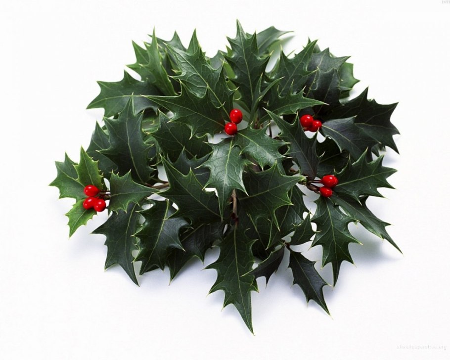 Падуб колхидский