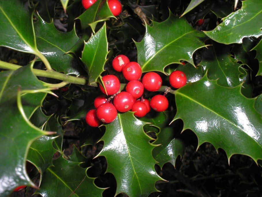 Остролист – holly