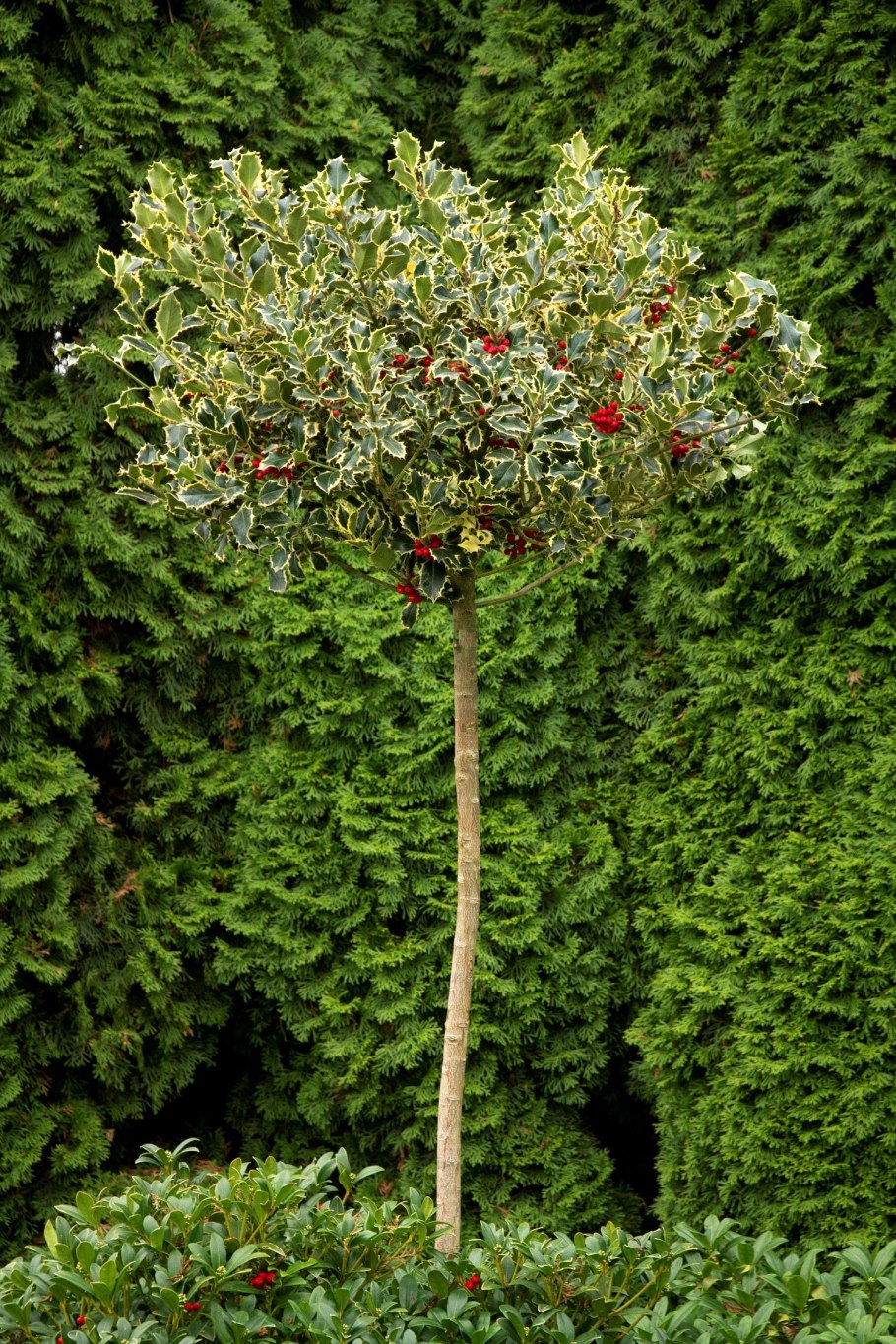 Падуб (остролист) – Holly