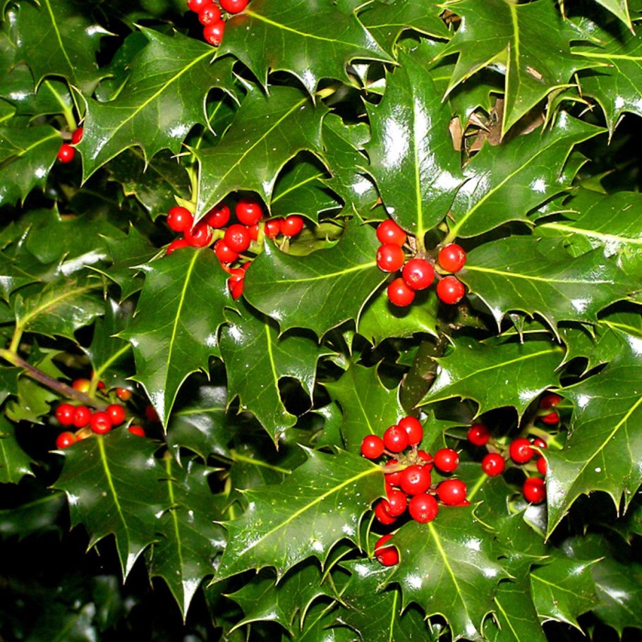 Падуб обыкновенный (Ilex aquifolium);