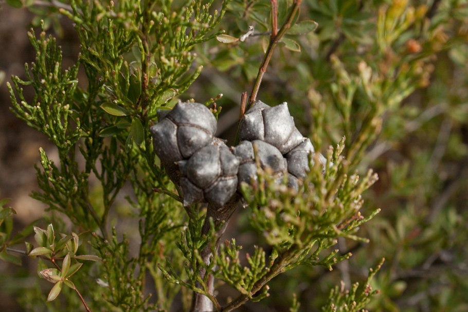 Callitris rhomboidea