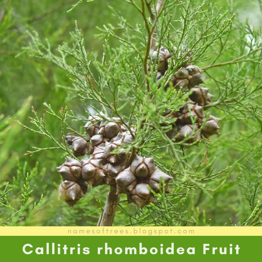 +Thuja +Callitris +rhomboidea