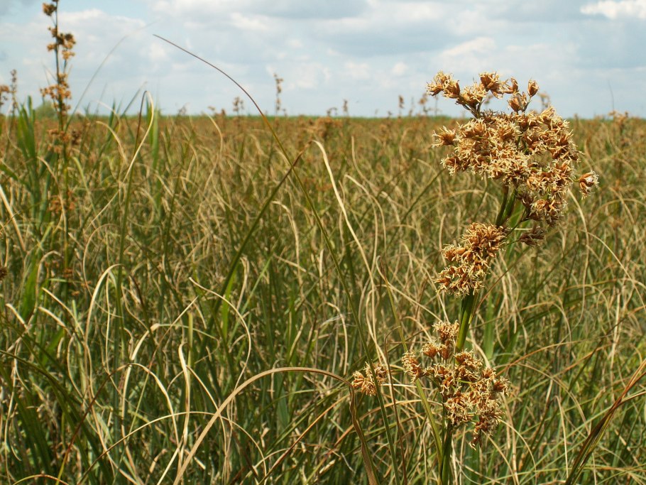 Cladium mariscus фото