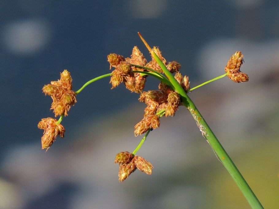 Меч-трава обыкновенная - Cladium mariscus