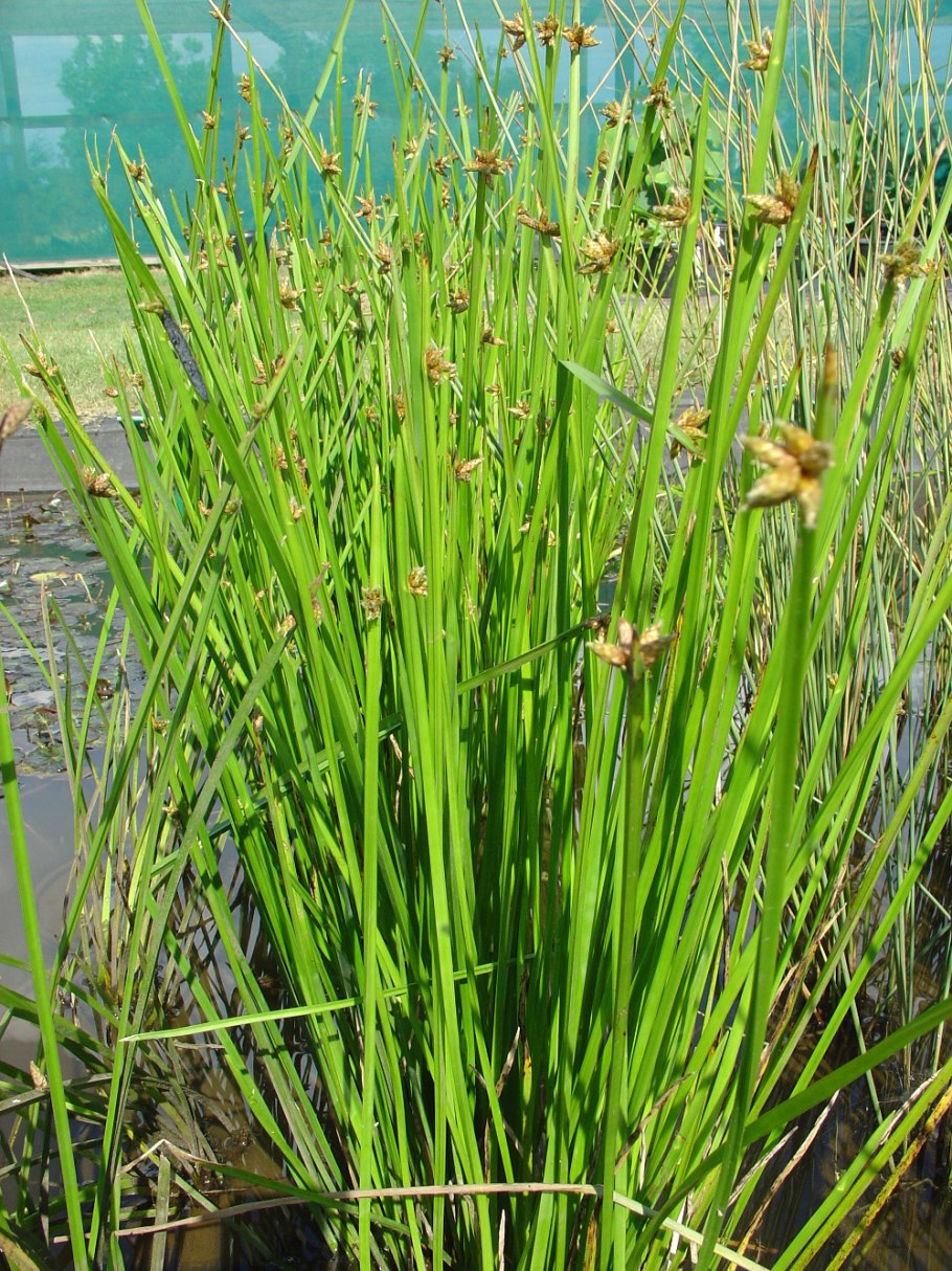 Схеноплектус озёрный (камыш озёрный)