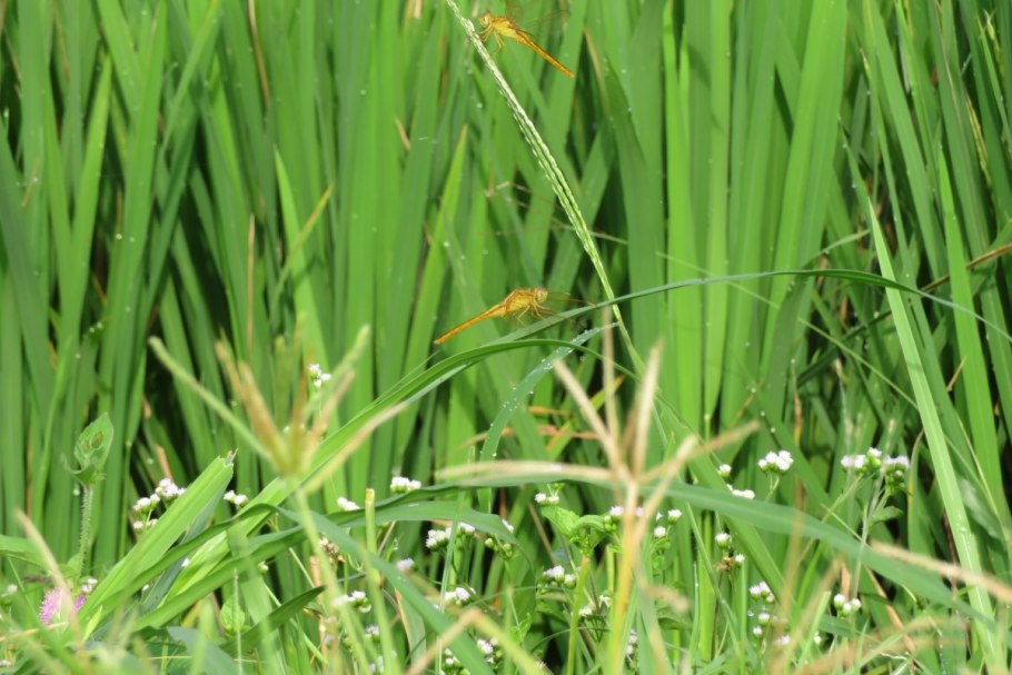 Ямайская меч трава