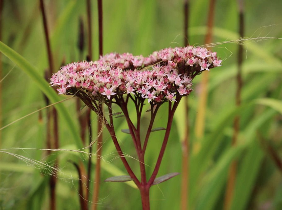Scirpus lacustris l. камыш Озерный