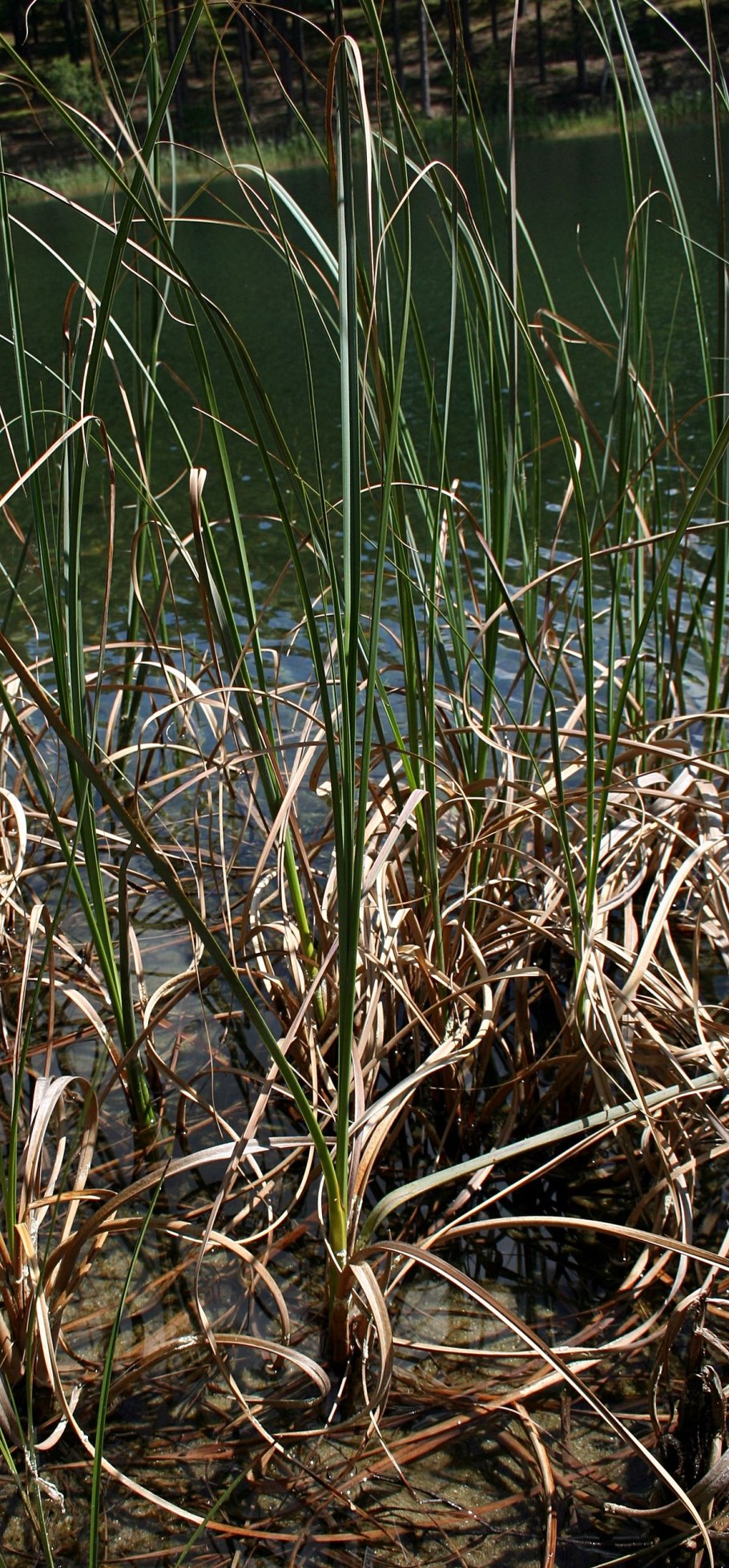 Поточник сплюснутый