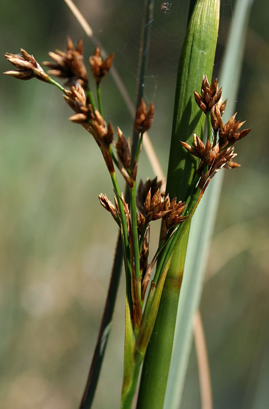 Меч-трава обыкновенная - Cladium mariscus