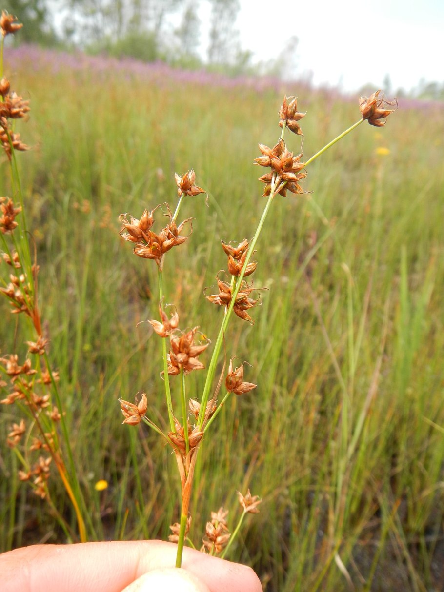 Осока болотолюбивая