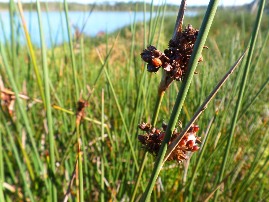 Рогоз Озерный