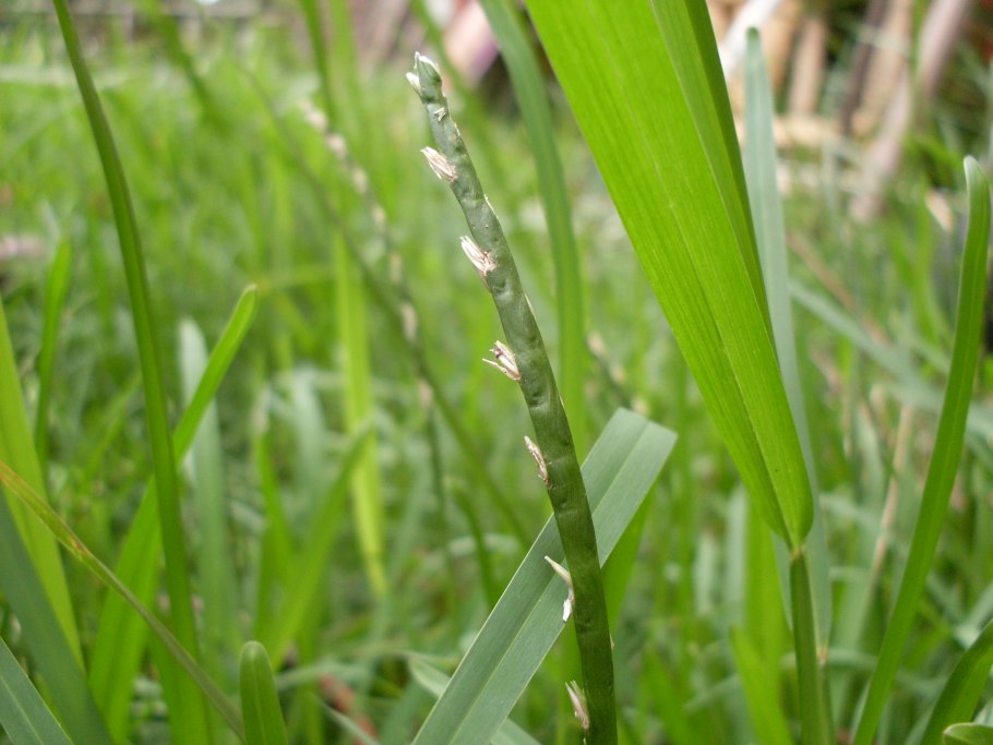 Камыш и рогоз