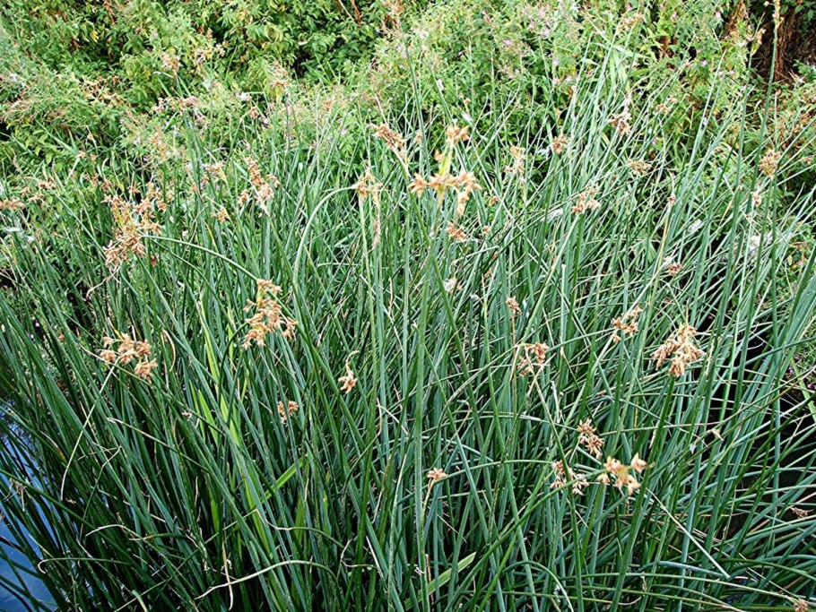 Схеноплектус озерный