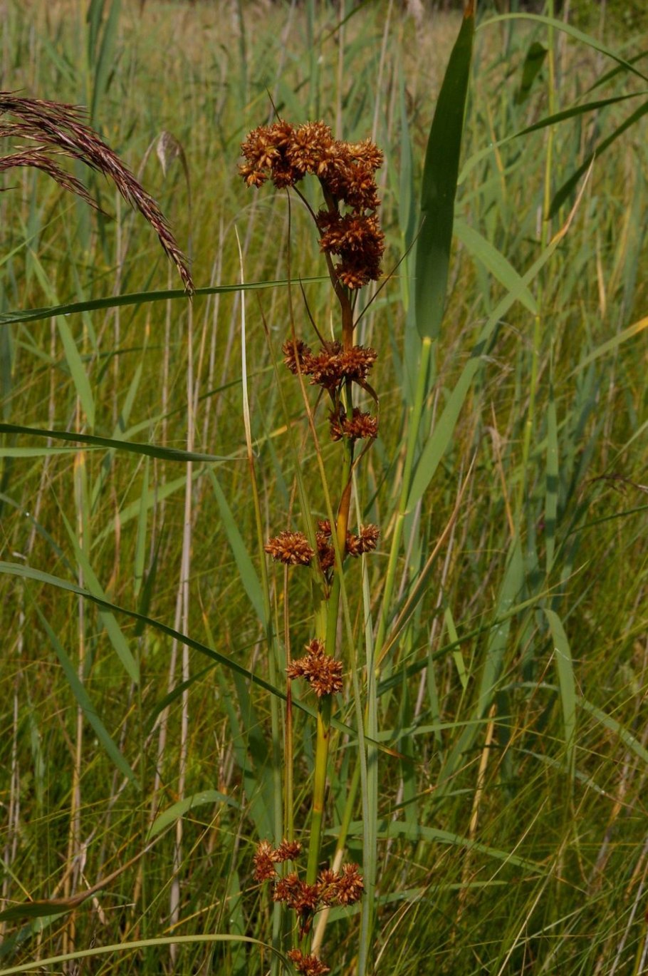 Камыш Озёрный Scirpus lacustris