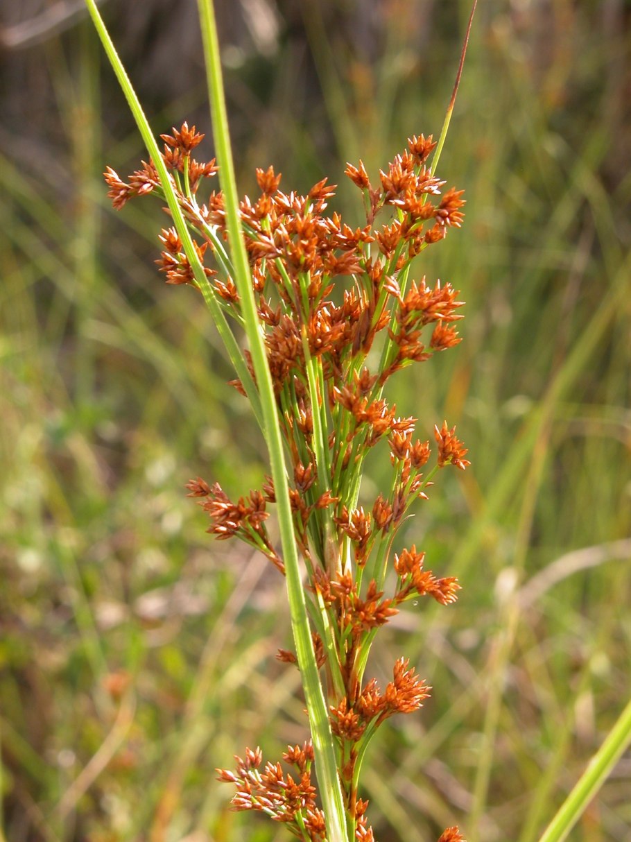 Рогоз обыкновенный Прибрежный