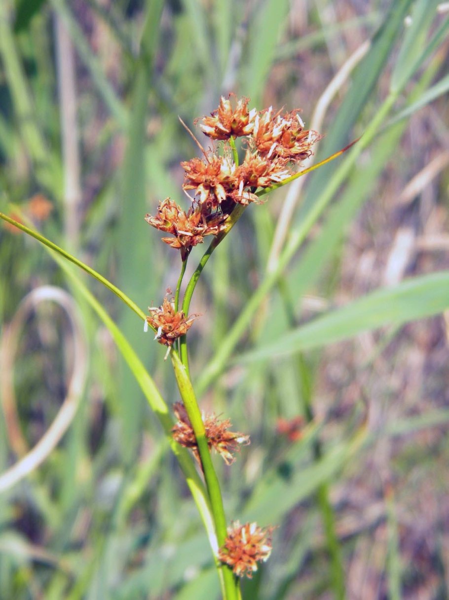 Сабля трава