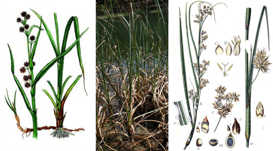 Меч-трава обыкновенная - Cladium mariscus