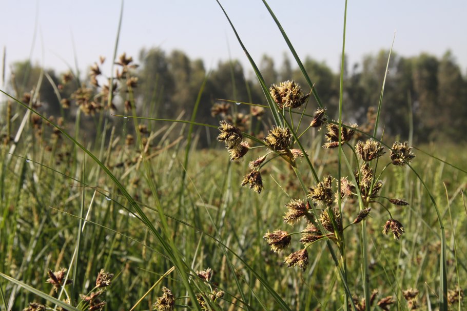 Меч-трава обыкновенная - Cladium mariscus