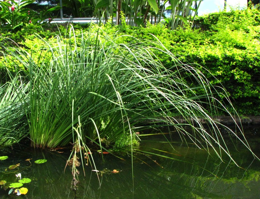 Buffalo grass растение