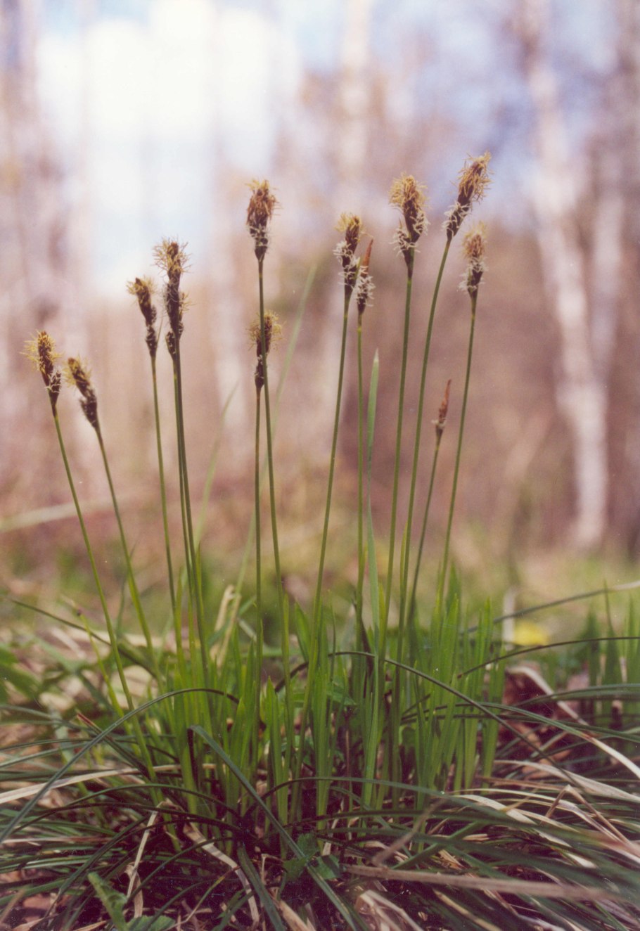 Осока болотная