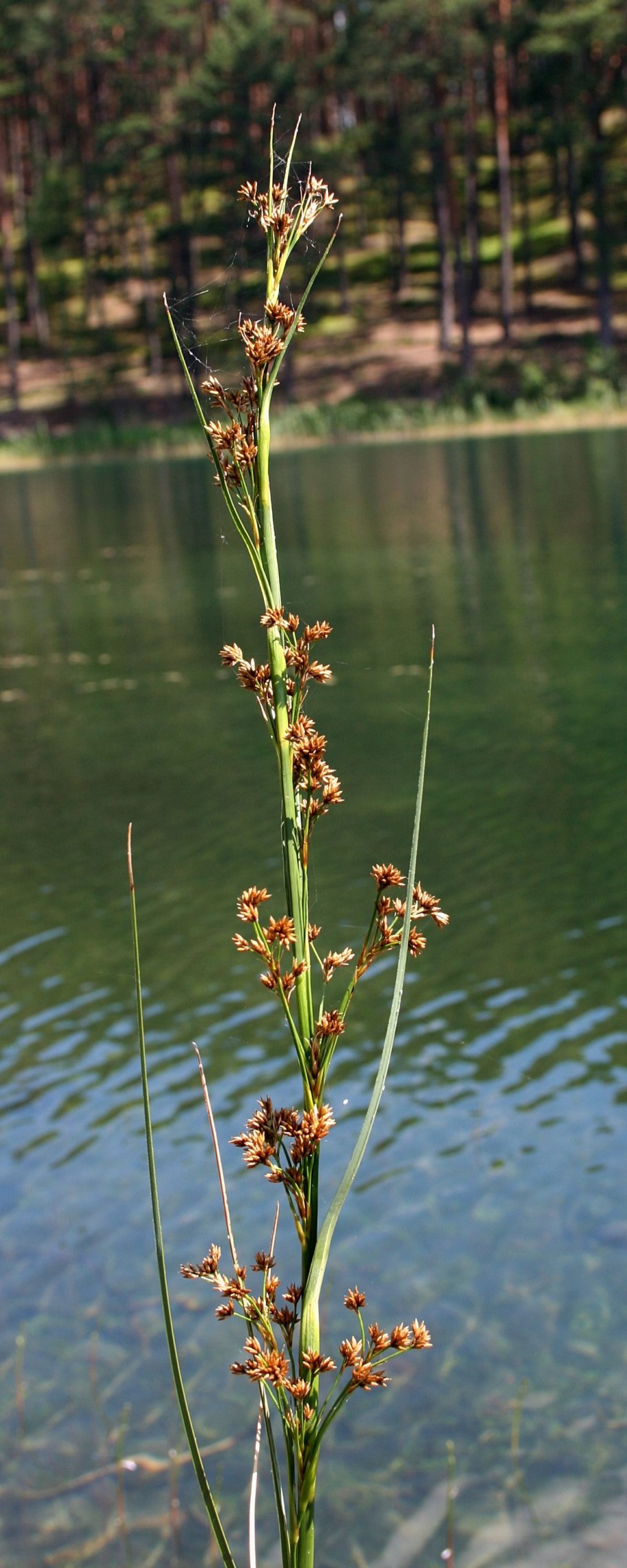 Scirpus lacustris