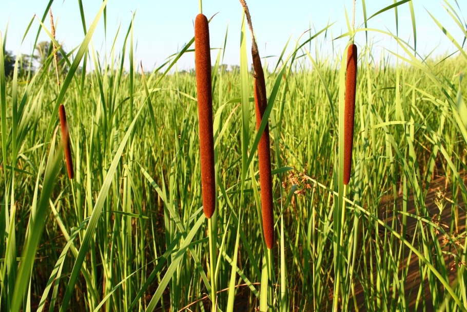 Рогоз узколистный