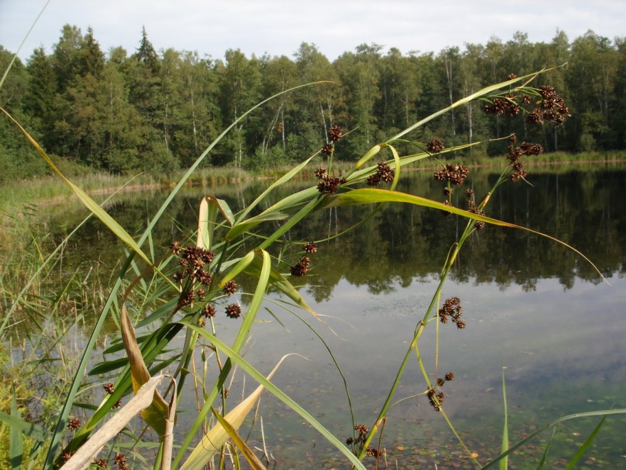 Cladium mariscus (l.) Pohl (меч-трава обыкновенная),