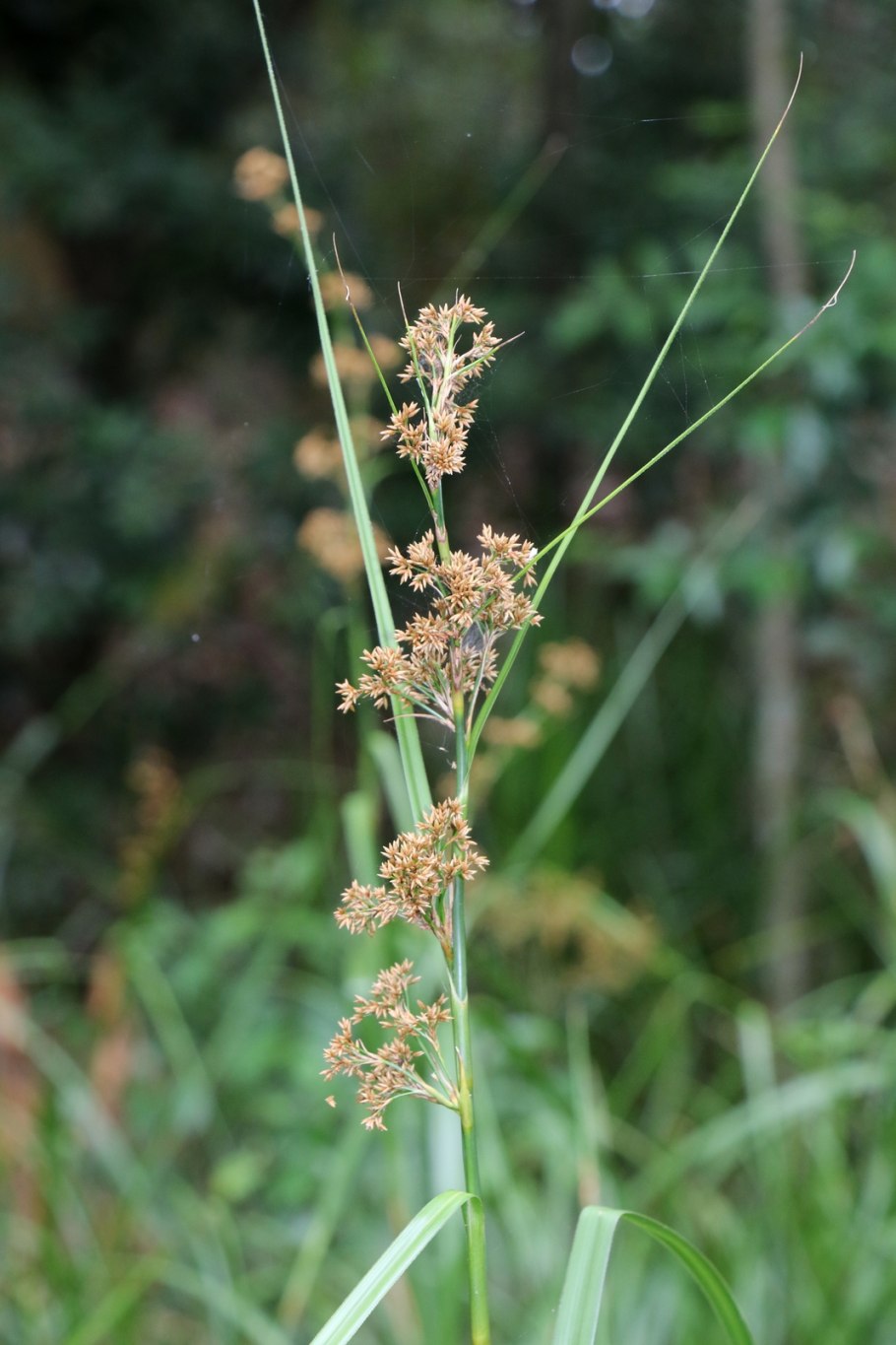 Cladium mariscus (l.) Pohl (меч-трава обыкновенная),