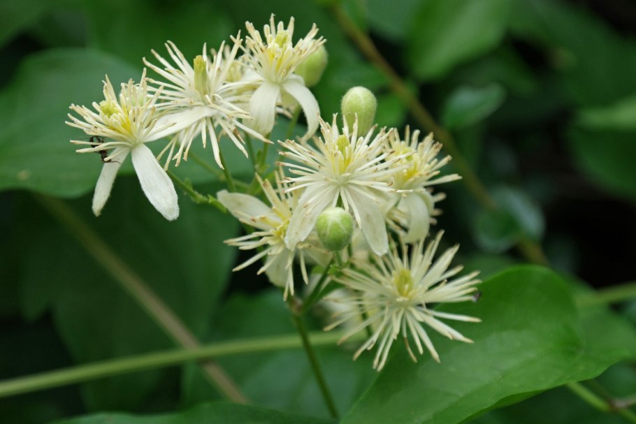 Клематис виноградолистный